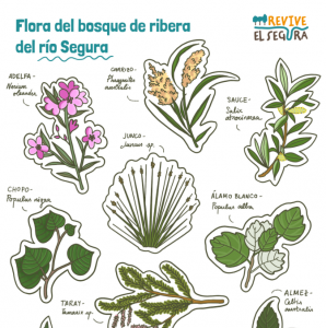Pegatinas Flora del río Segura